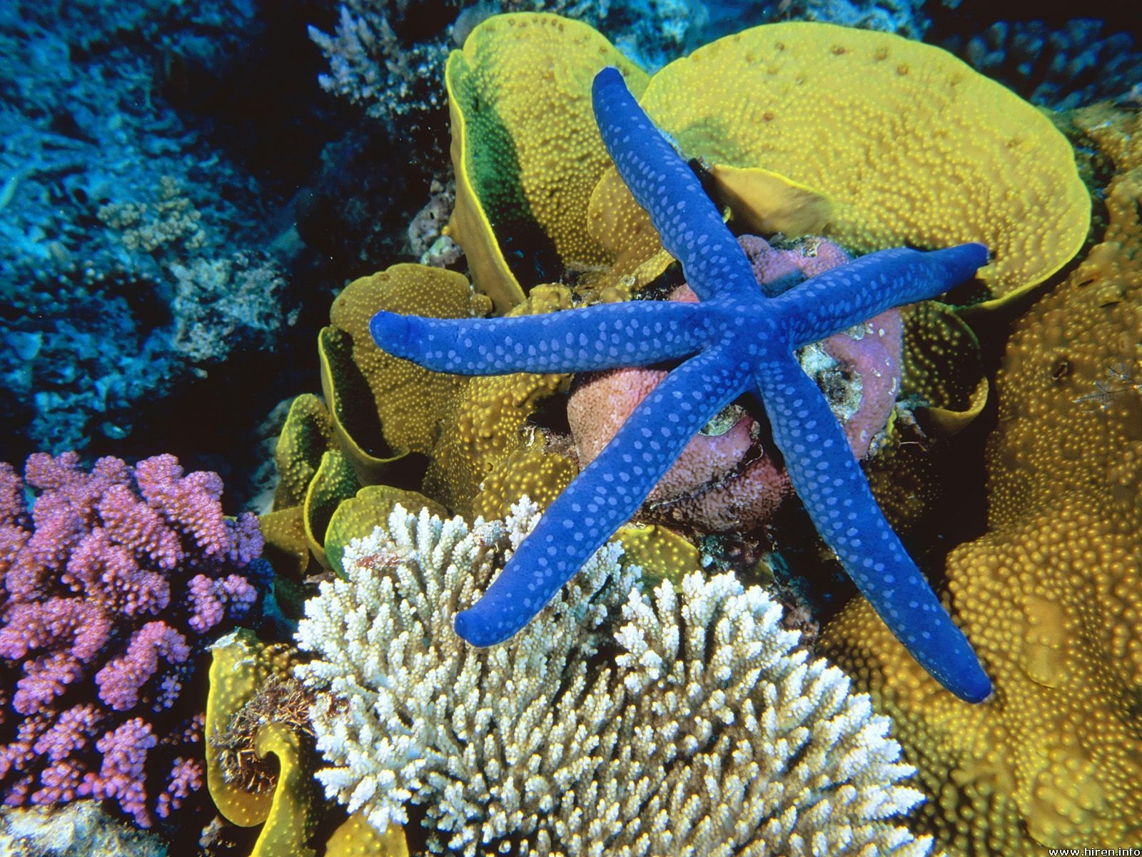 Подводный мир Большого Барьерного рифа