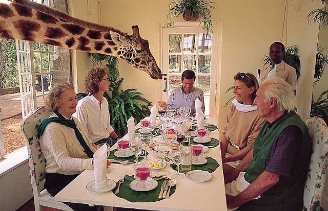 Жирафи живуть біля готелю