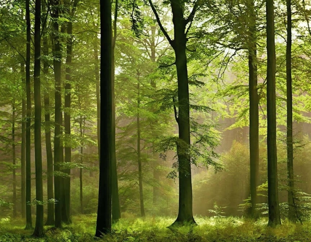 Цуманский лес