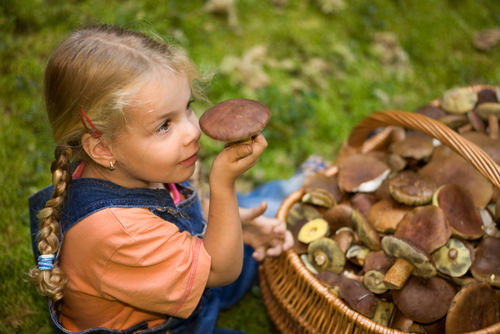 С детьми за грибами