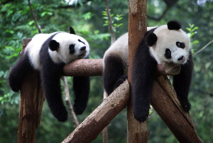 Семейство панд в Венском зоопарке